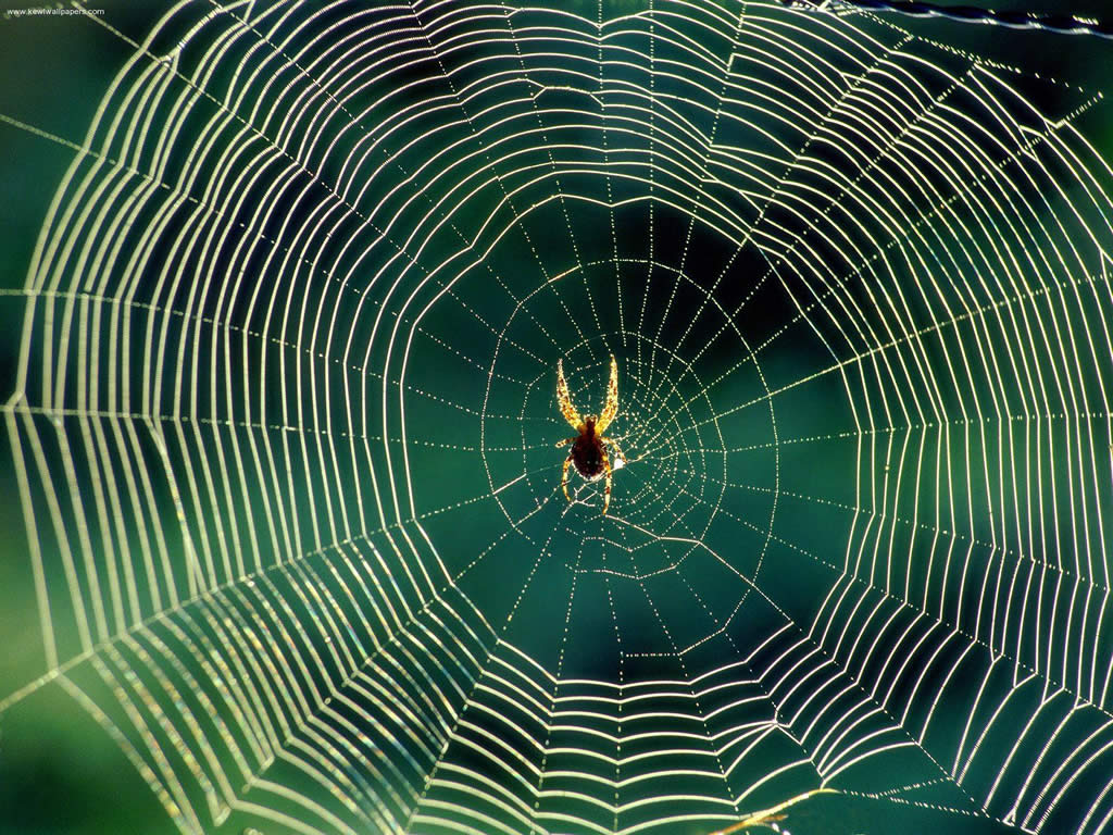 How do Spiders build their webs over such long distances ?