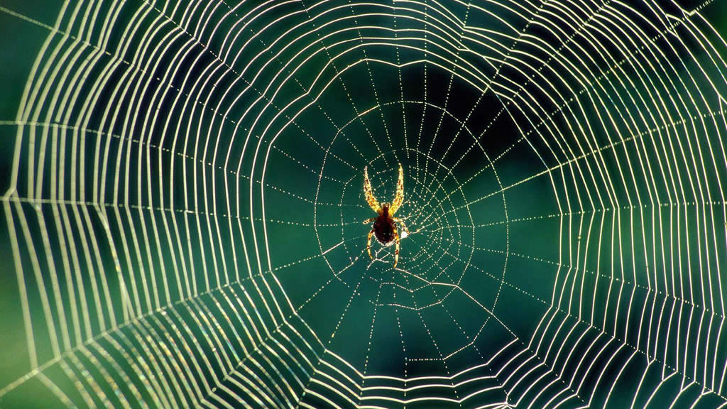 How do Spiders build their webs over such long distances ?