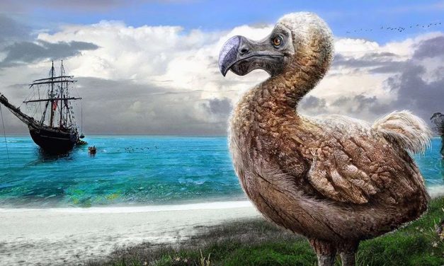 How did the Dodo become extinct?