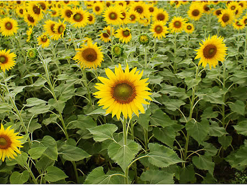 How do Sunflowers and other plants track and always face the Sun?