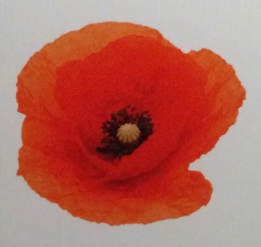 The Poppy and the Bleuet – Symbols of Enduring Rememberence