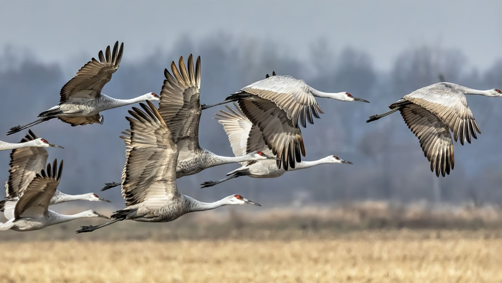 How do birds know when to migrate?