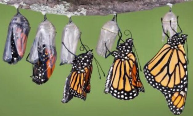 How do Caterpillars turn into Butterflies ?