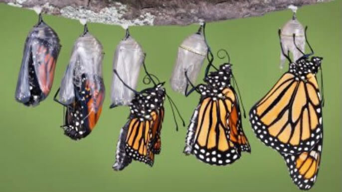 How do Caterpillars turn into Butterflies ?