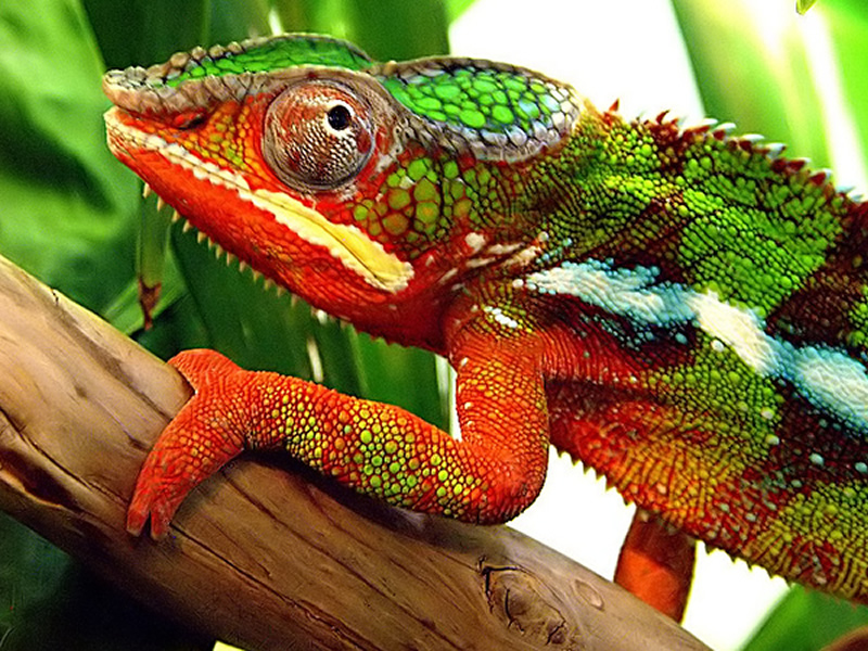 How do chameleons camouflage themselves?