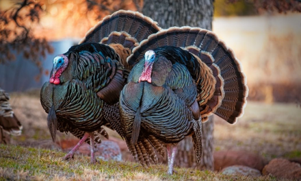 The Curious Case of the 2 Turkeys