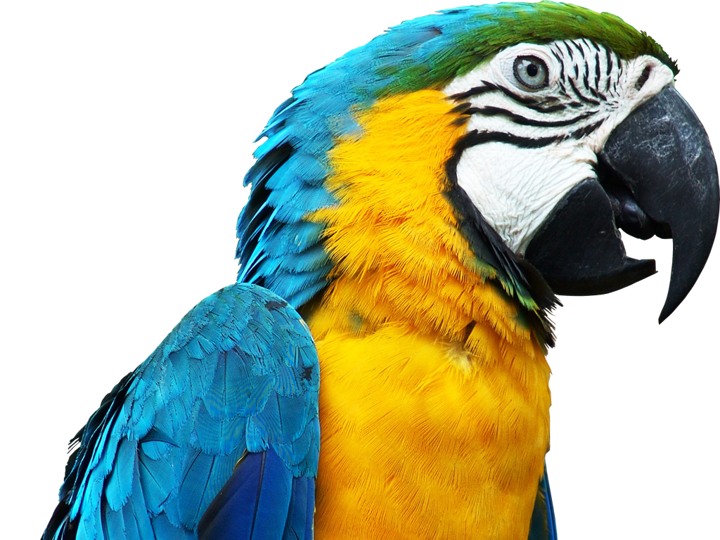 Are Humans and Parrots the only Living Organisms which have the Power of Speech?