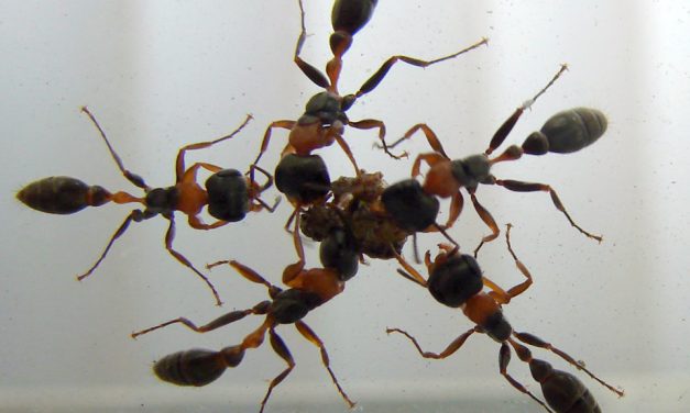 How Do Ants Tell Friend from Foe?