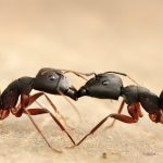 How do Ants Communicate ?